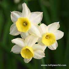 Narcissus Floral Absolute Oil 
